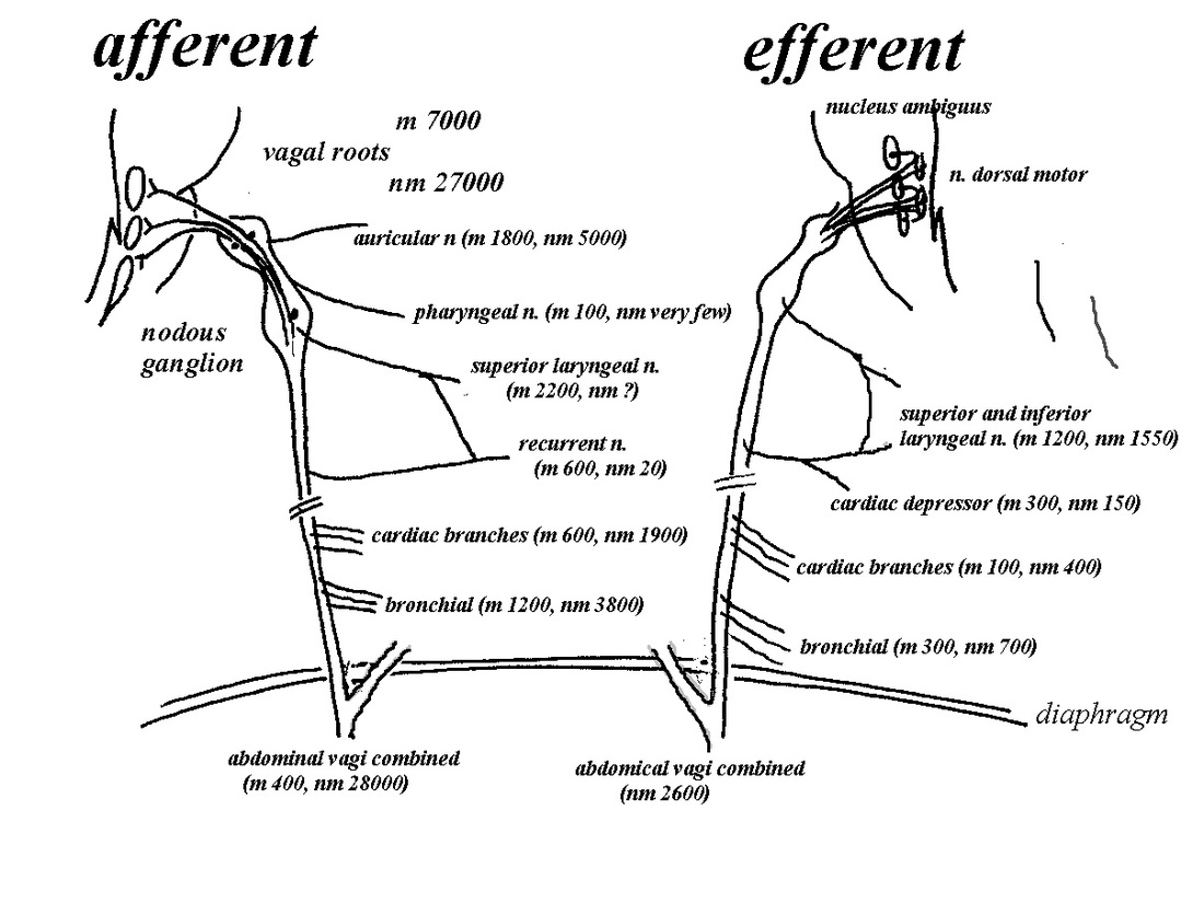 Efferent Control - peripheral nervous system